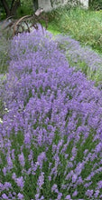 Load image into Gallery viewer, thumbnail_IMG_9609.jpg
